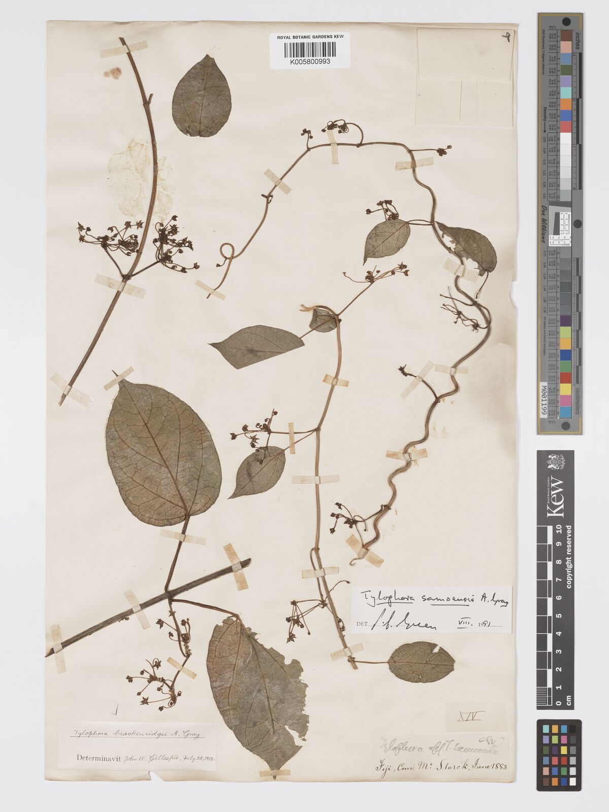 Heterostemma samoense