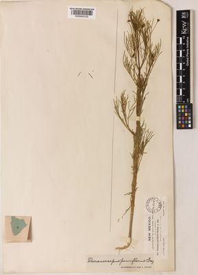 Kew Gardens K000943102:  Wooton, E.O. [s.n.] United States