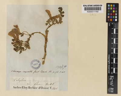 Kew Gardens K000511793:  Aucher-Eloy, P.M.R. [4436] Turkey