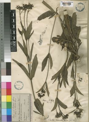 Kew Gardens K000394974:  Schweinfurth, G. [2775] Sudan