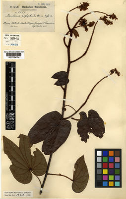 Kew Gardens K000264794:  Ule, E. [9439] Brazil