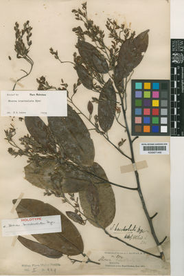 Kew Gardens K000671446:  Maingay, A.C. [s.n.] Malaysia