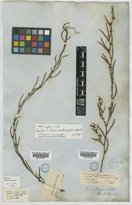 Kew Gardens K000791628:  Heward [s.n.] Australia