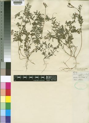 Kew Gardens K000418322:  unknown [189] Spain