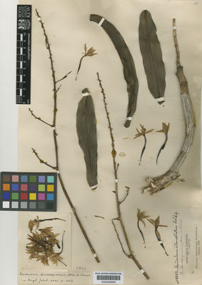 Kew Gardens K000583848:  s.coll. [8322] Colombia