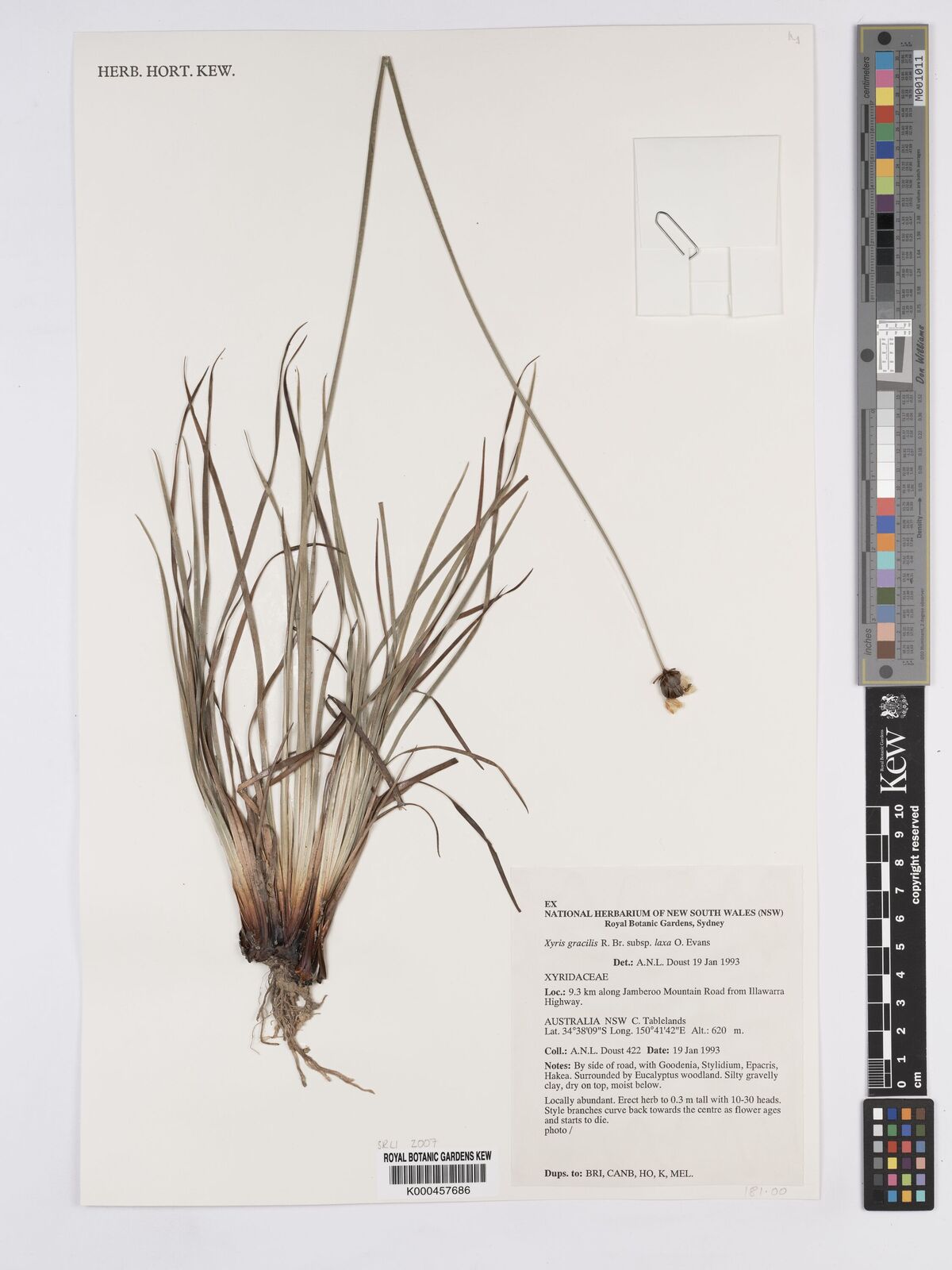 Kew Gardens K000457686:  Doust, A.N.L. [422] Australia