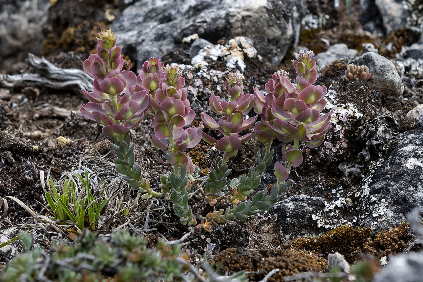 Aethionema Thomasianum J.Gay | Plants Of The World Online | Kew Science