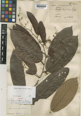 Kew Gardens K000700512:  s.coll. [6562] Indonesia