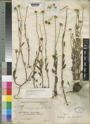 Kew Gardens K000410275:  Hildebrandt, J.M. [3890] Madagascar