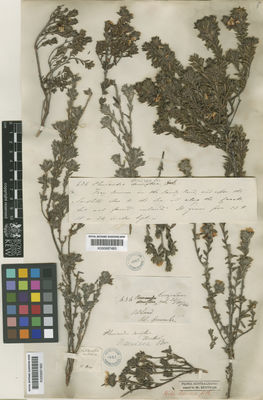 Kew Gardens K000687482:  s.coll. [636] Australia