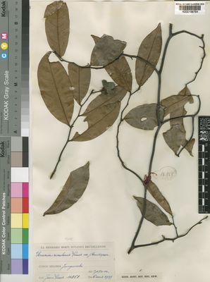 Kew Gardens K000198764:  Louis, J. [13868] Congo, Democratic Republic of the