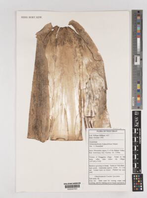 Kew Gardens K000457931:  Milliken, W. [1427] Indonesia