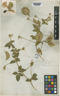 Kew Gardens K000037453:  Tweedie [s.n.] Uruguay