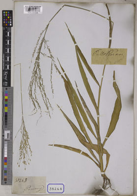 Kew Gardens K001117338:  Wallich, N. [Cat. no. 3826]