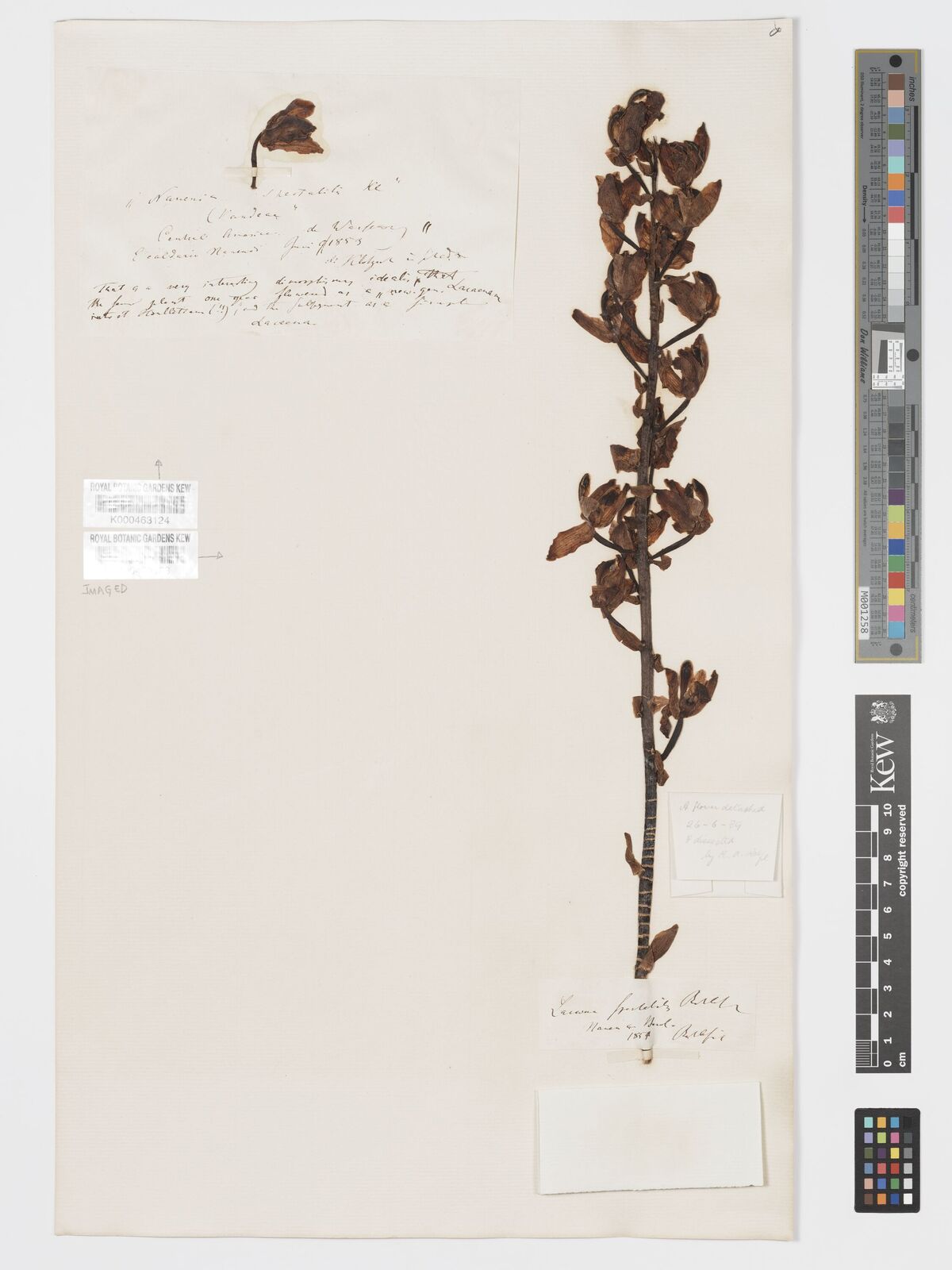 Kew Gardens K000463124:  Warscewicz [s.n.]