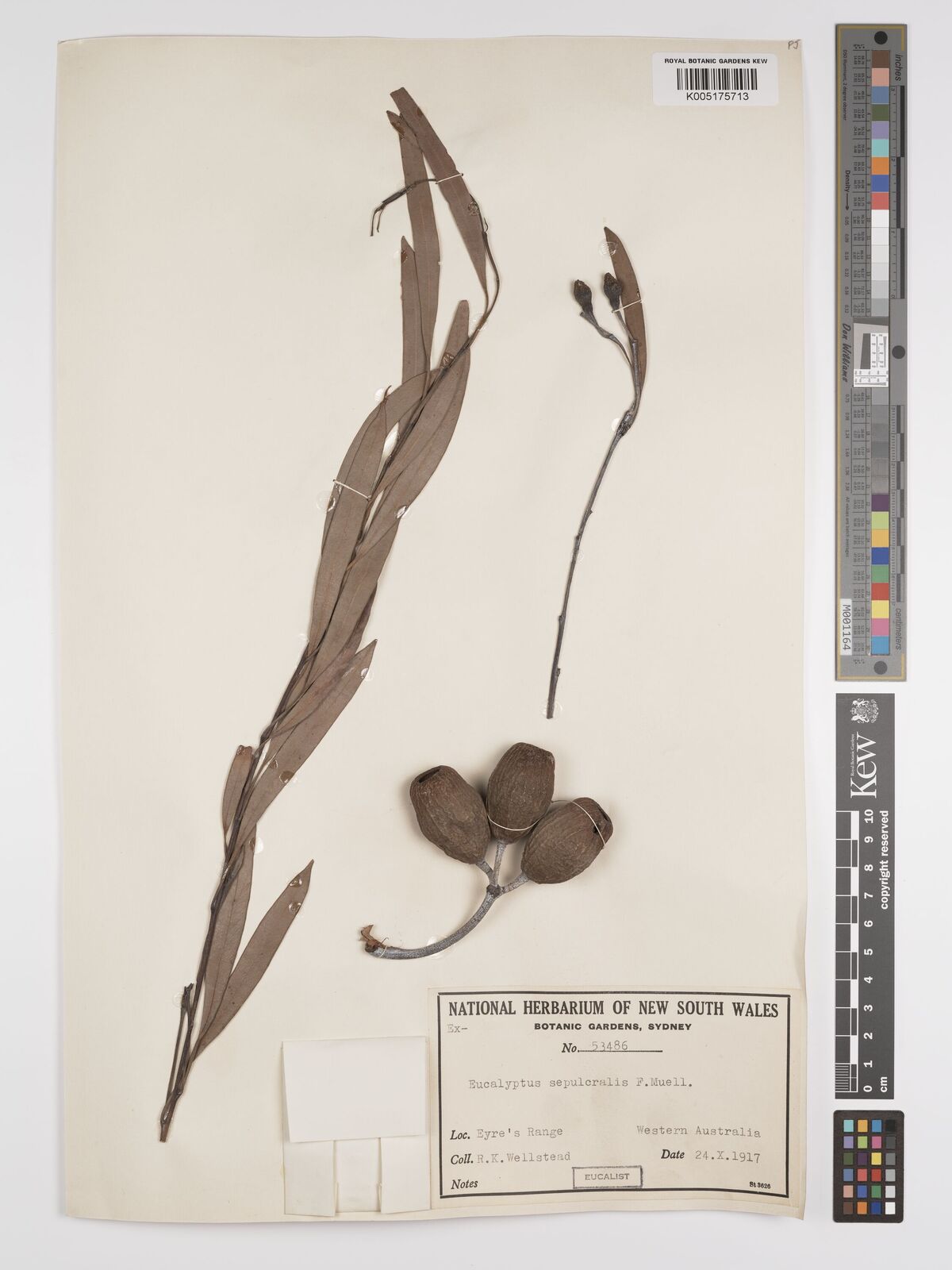 Eucalyptus sepulcralis