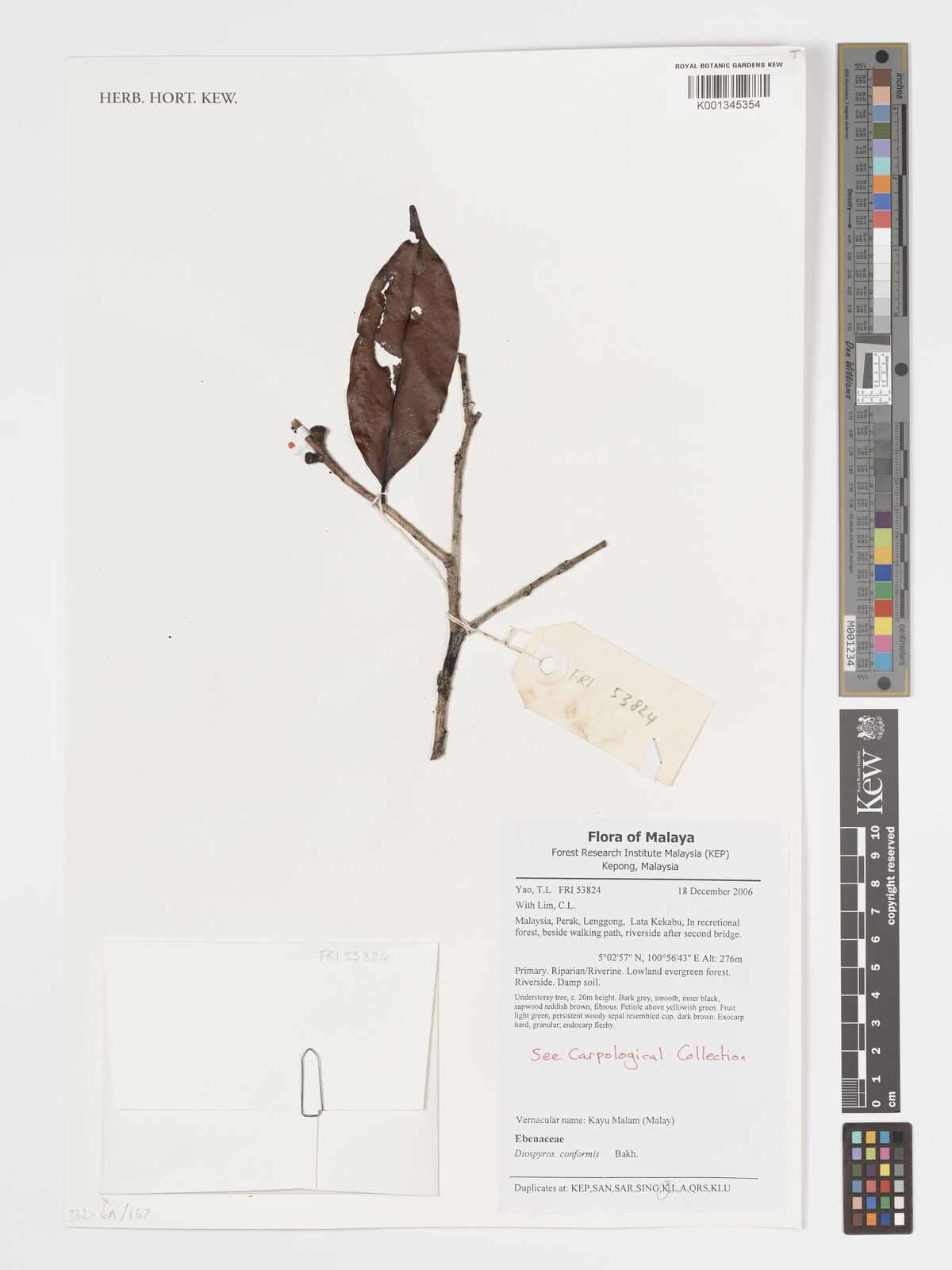 Diospyros conformis