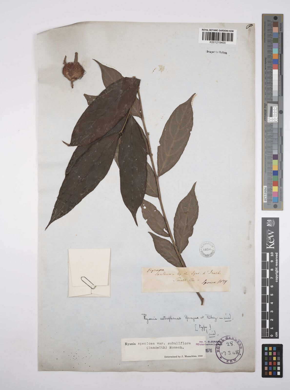 Kew Gardens K001219400:  Spruce, R. [s.n.] Brazil