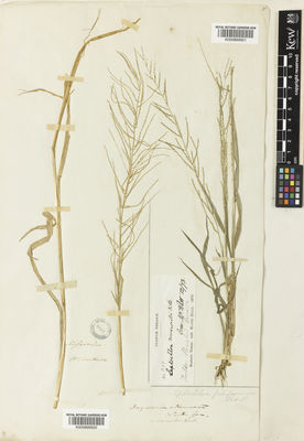 Kew Gardens K000899920:  Nuttall, R. [s.n.] United States