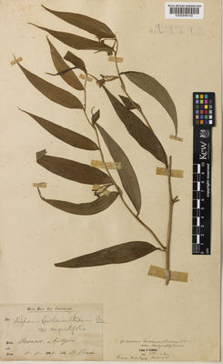 Kew Gardens K000846182:  Prain, D. [s.n.] India