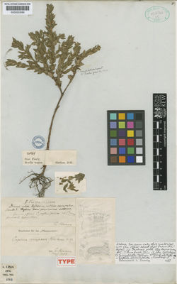 Cuphea antisyphilitica Kunth | Plants of the World Online | Kew Science