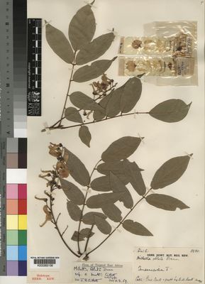 Kew Gardens K000263156:  Burtt, E. [5580] Tanzania