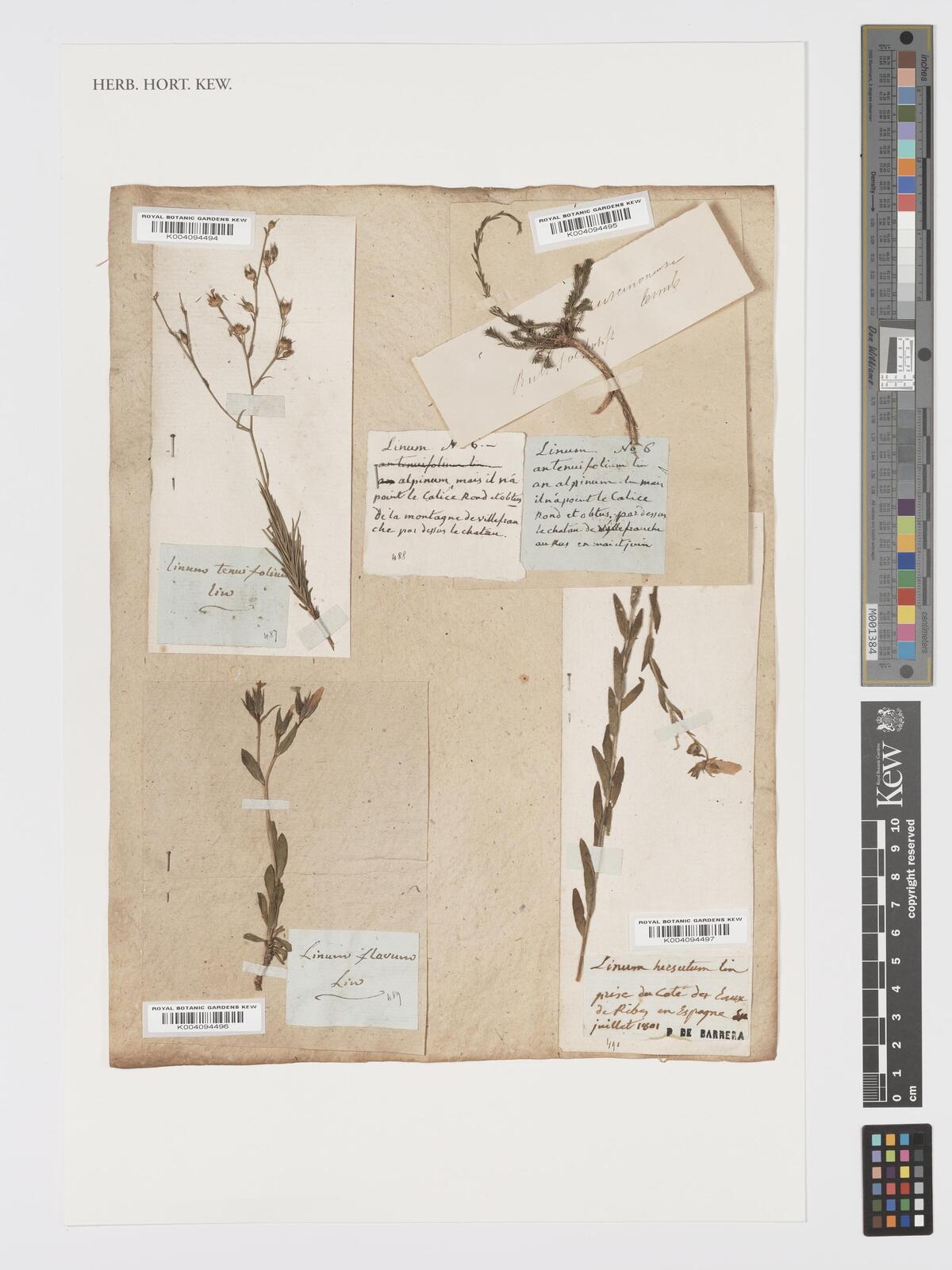 Linum flavum