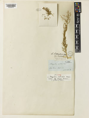 Kew Gardens K000898378:  Preiss, J.A.L. [1250] Australia