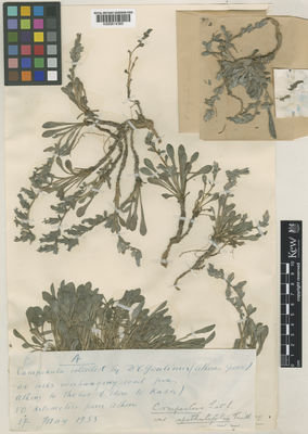 Kew Gardens K000814365:  Goulimis, C. [s.n.] Greece