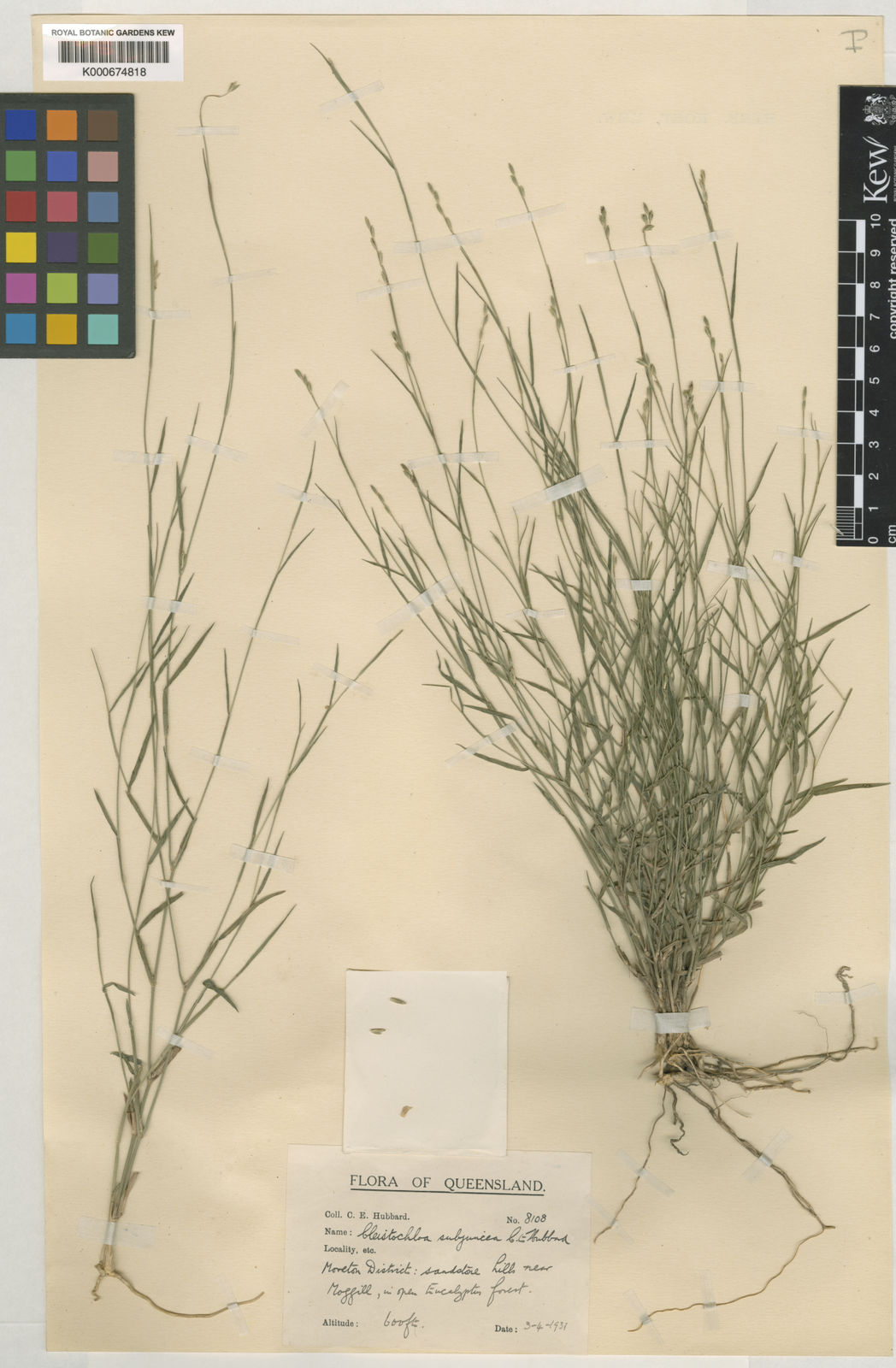Cleistochloa subjuncea C.E.Hubb. | Plants of the World Online | Kew Science