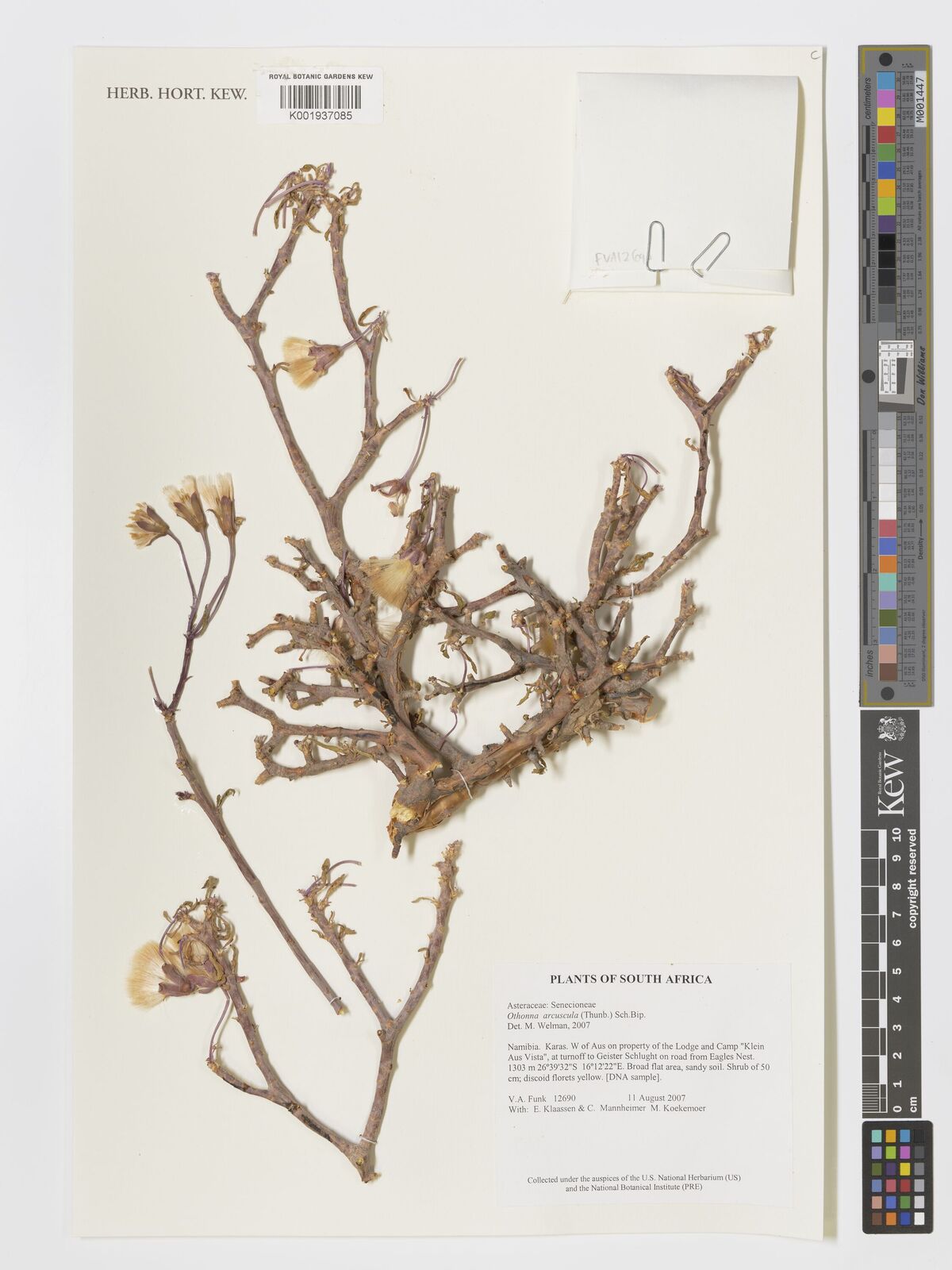 Othonna arbuscula