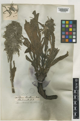 Kew Gardens K000958596:  Blinkworth, R. [1931] India