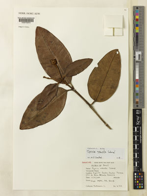 Kew Gardens K000752618:  Kollmann, L.; Bausen, E.; Pizziolo, W. [4166] Brazil