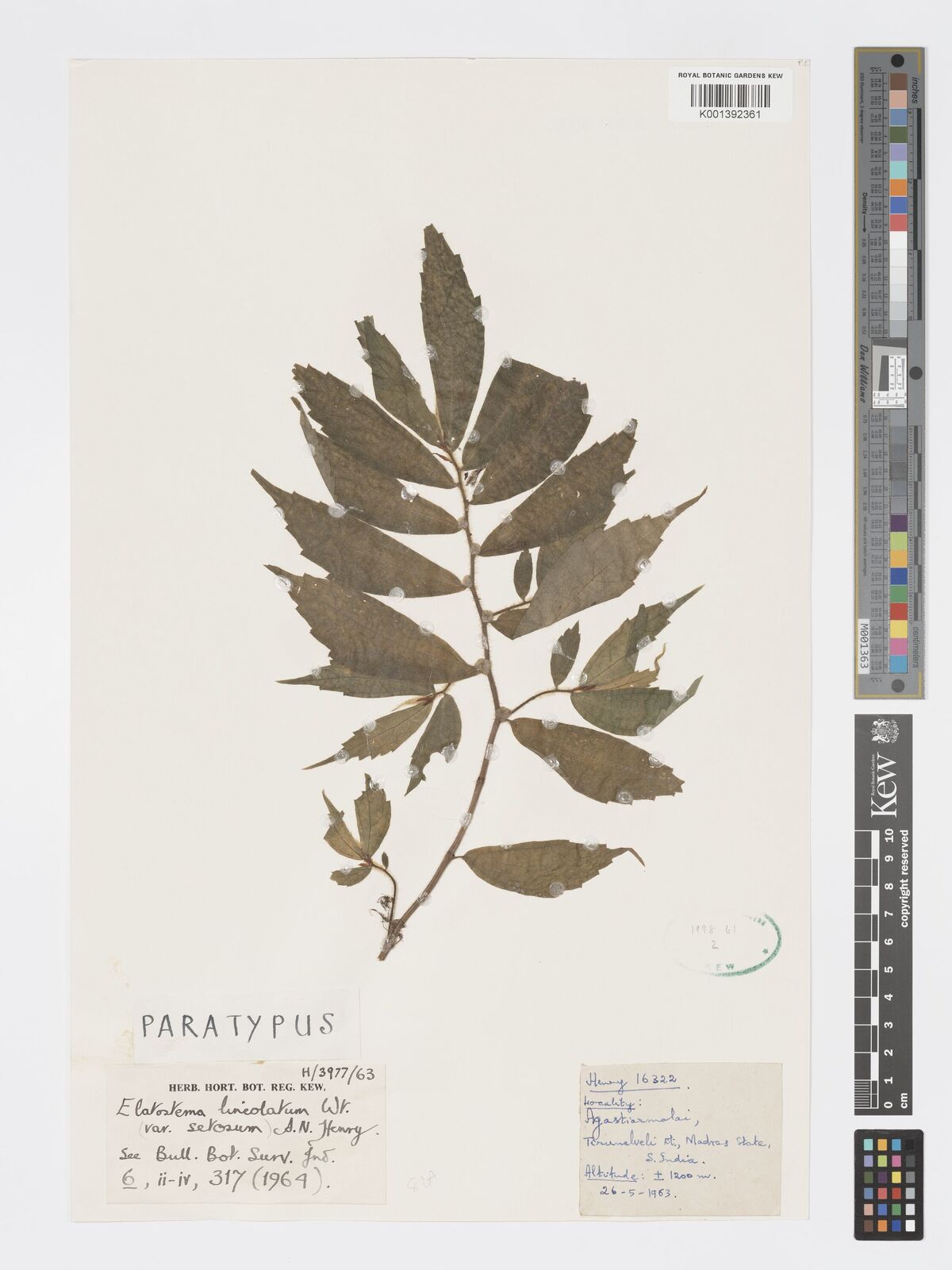Kew Gardens K001392361:  Henry, A.N. [16322] India