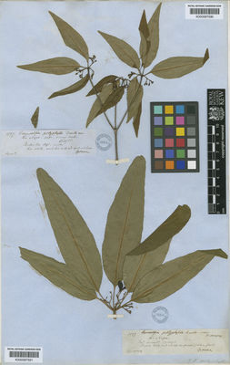 Kew Gardens K000587590:  Spruce, R. [1837] Brazil