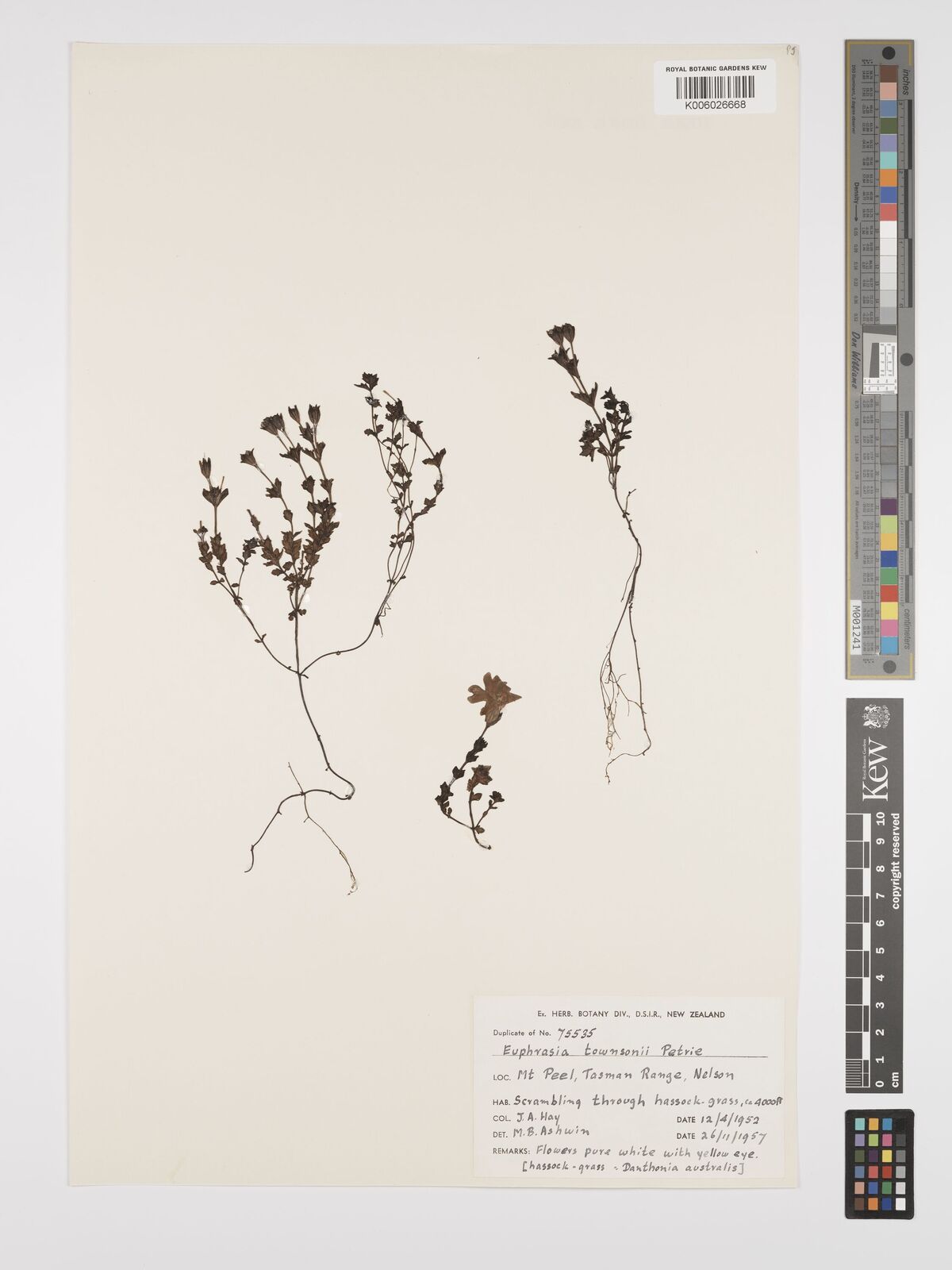 Euphrasia townsonii