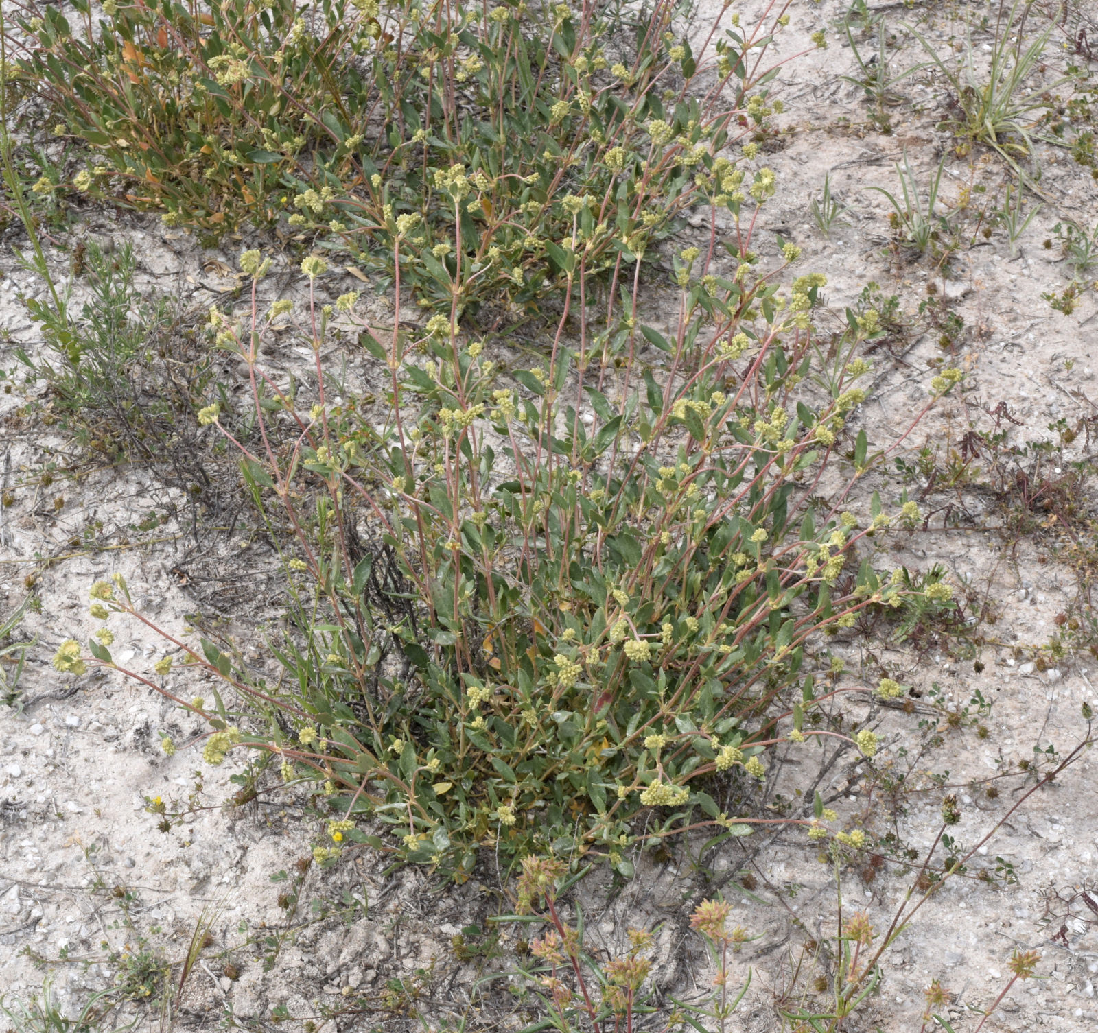 Helianthemum squamatum (L.) Dum.Cours. | Plants of the World Online ...