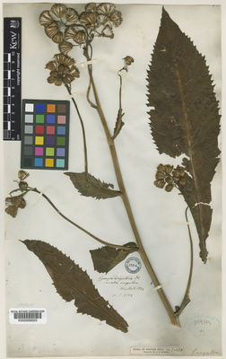 Kew Gardens K000009503:  Wallich, N. [3152] India