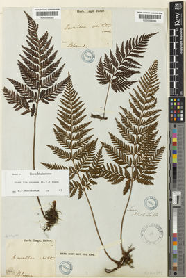 Kew Gardens K000598283:  Lobb, T. [s.n.] Indonesia