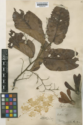 Kew Gardens K000587378:  s.coll. [3005] Sri Lanka