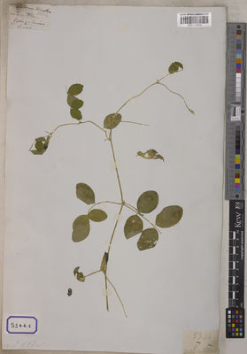 Kew Gardens K001120624:  s.coll. [Cat. no. 5344]