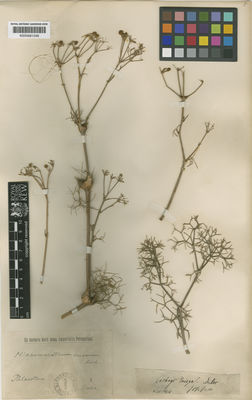 Kew Gardens K000681248:  Sieber, F.W. [s.n.] Israel