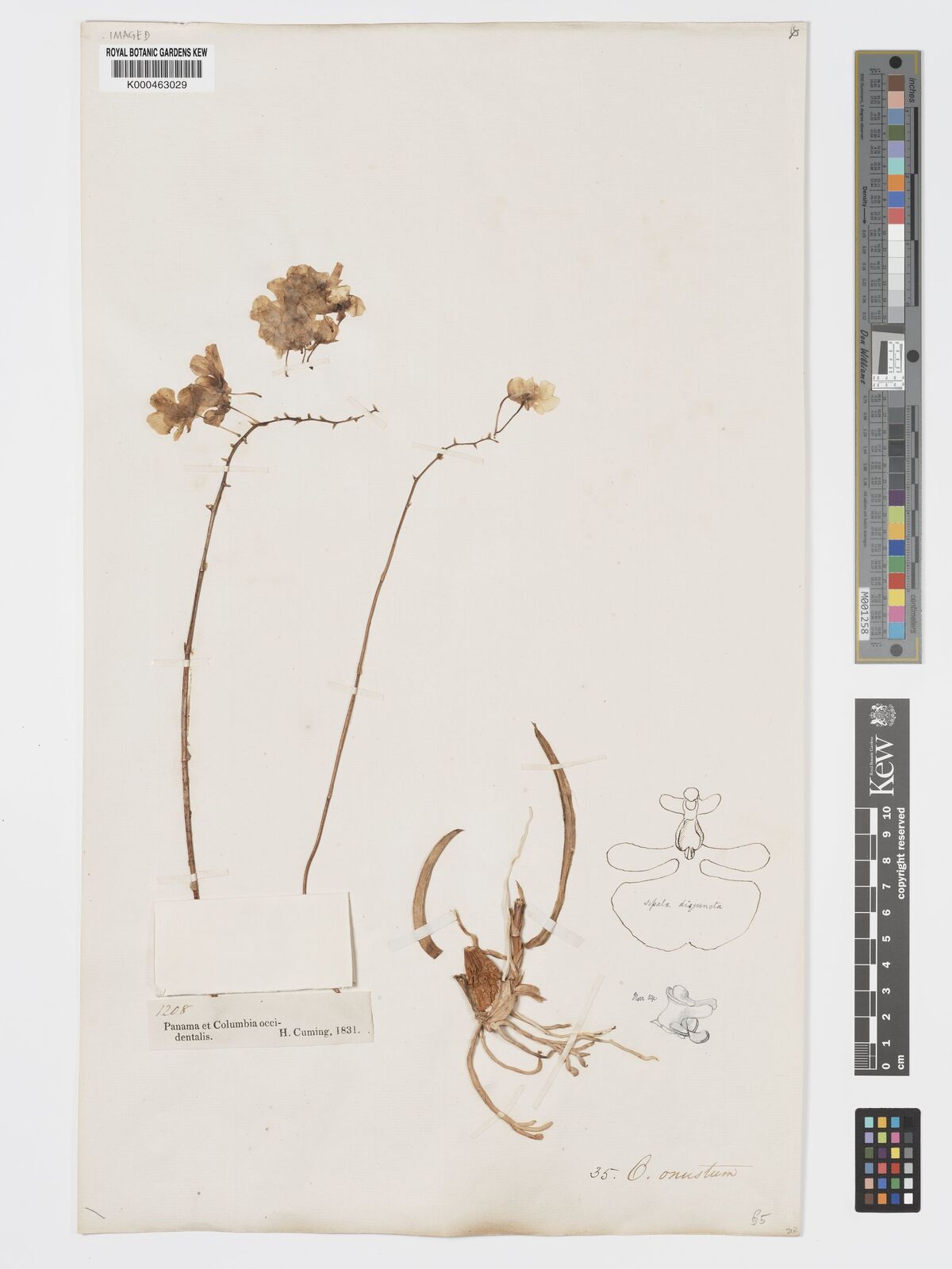 Kew Gardens K000463029:  Cuming, H. [1208]