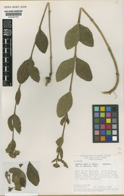 Kew Gardens K000487591:  Irwin, H.S.; Maxwell, H.; Wasshausen, D.C. [19223] Brazil