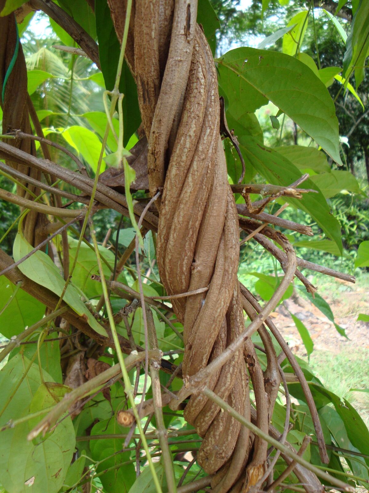 chili plant Thai Hot Chili Pepper (Capsicum annuum)