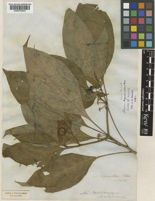 Kew Gardens K000759403:  s.coll. [s.n.] India