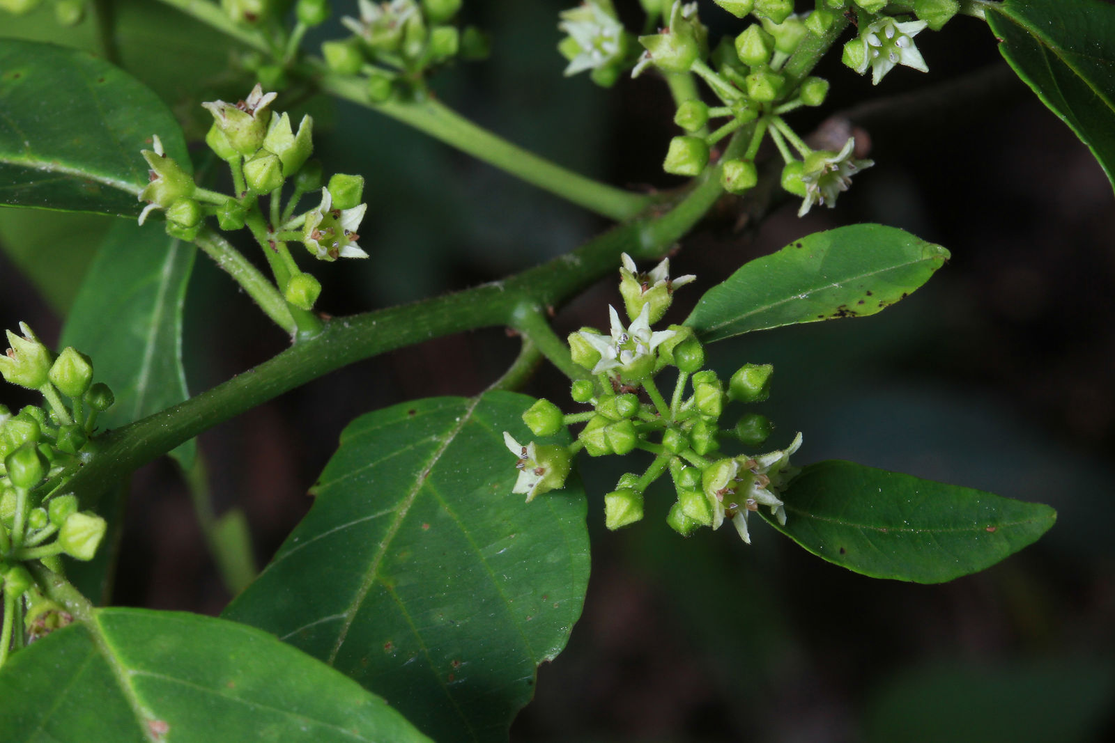 Frangula capreifolia (Schltdl.) Grubov | Plants of the World Online ...