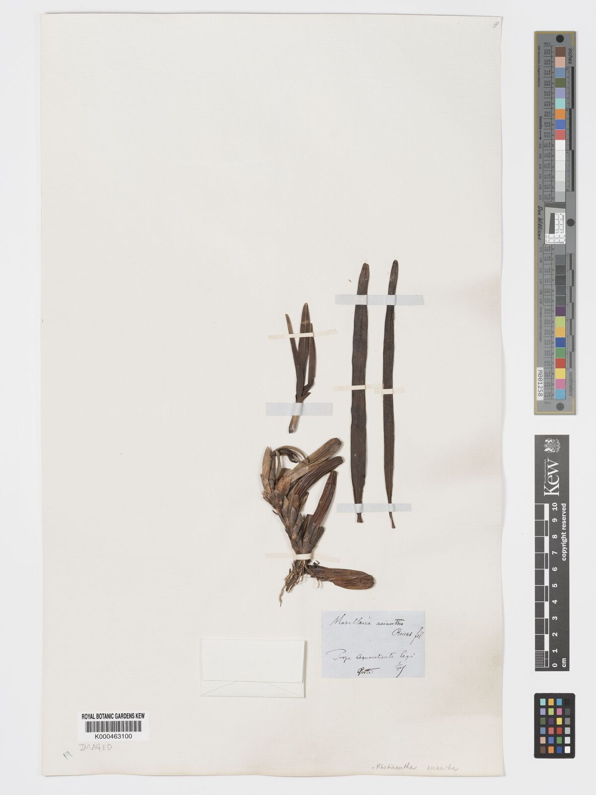 Kew Gardens K000463100:  Oersted, A.S. [s.n.] Mexico