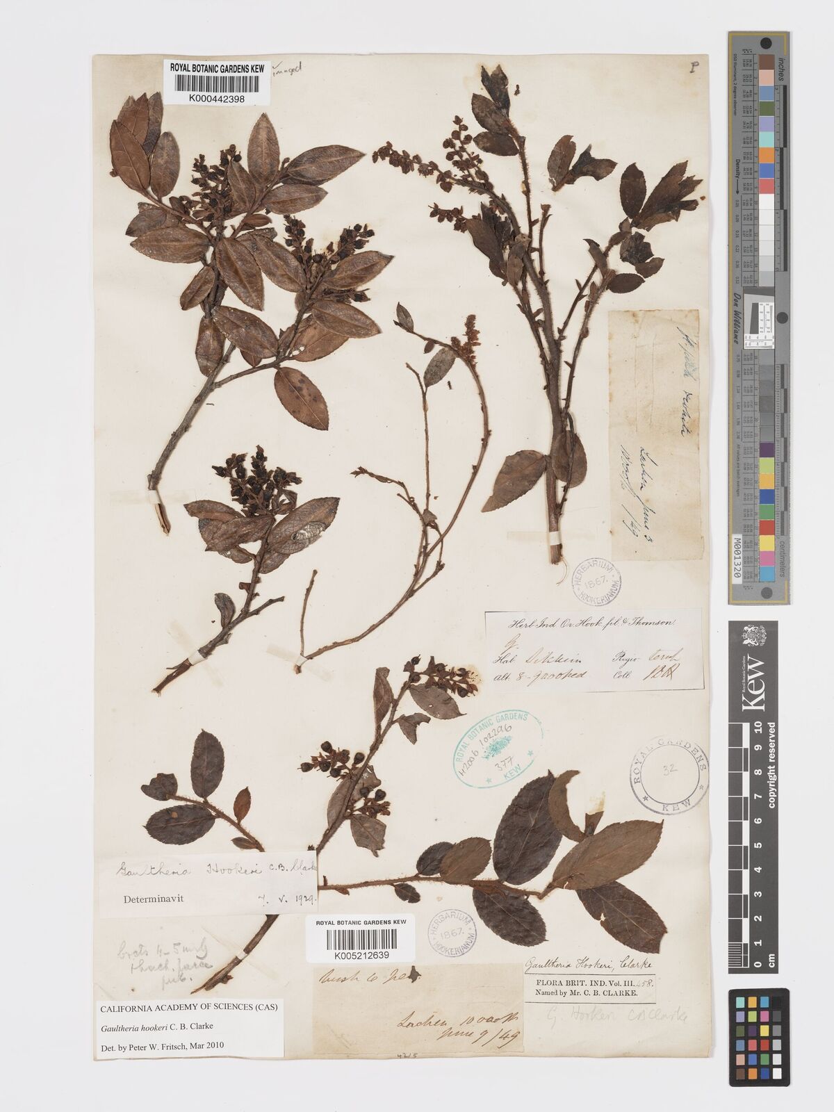 Kew Gardens K000442398:  Lachen? [s.n.] India