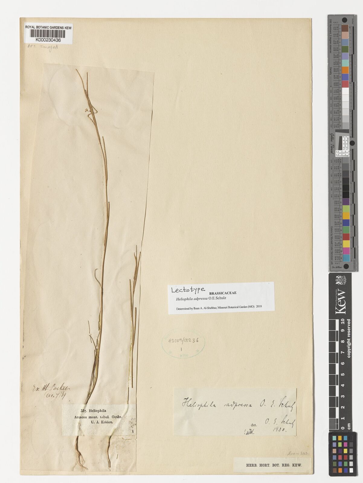 Kew Gardens K000230436:  Ecklon, J. [387]